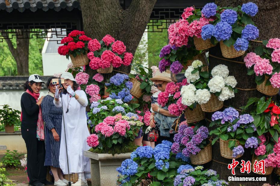 南京中山植物园打造“花海之夏”展绣球缤纷魅力