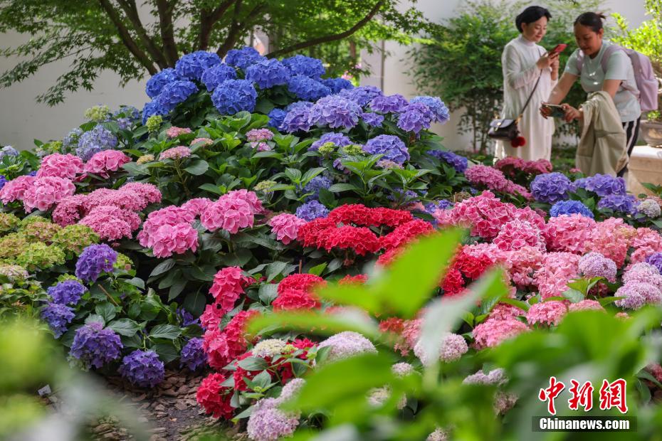 南京中山植物园打造“花海之夏”展绣球缤纷魅力