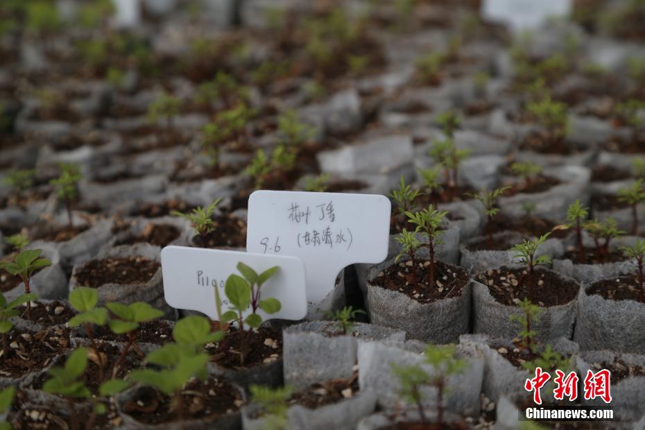探访中国首个丁香国家林木种质资源库