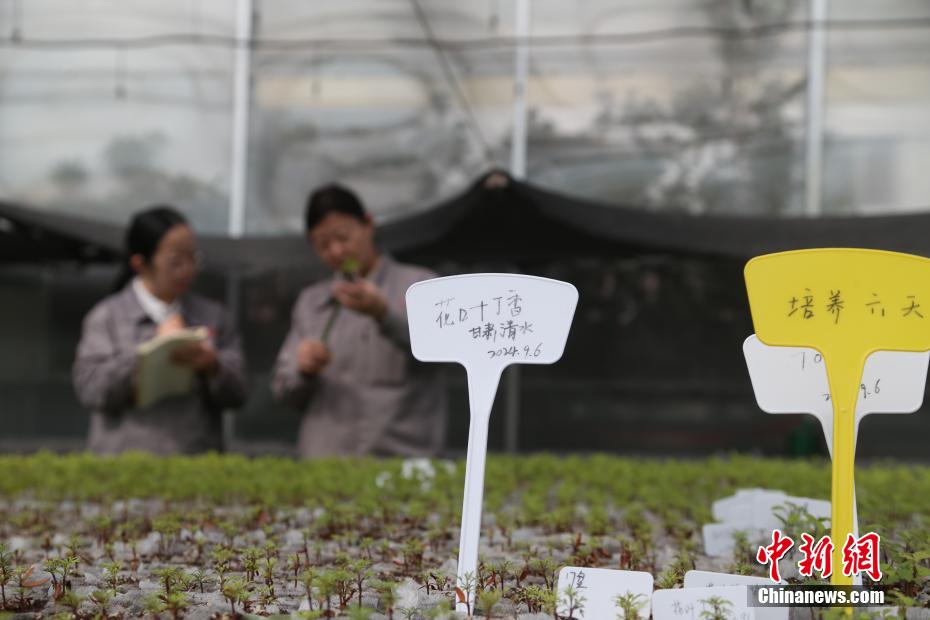 探访中国首个丁香国家林木种质资源库