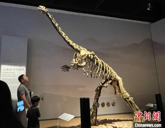 缘起恐龙展 沪滇展开科普、文旅“双料合作”