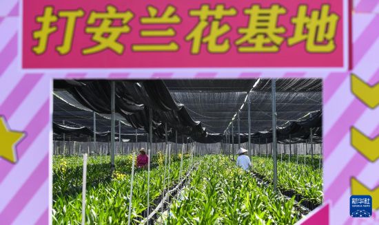 海南白沙：兰花产业助力乡村振兴