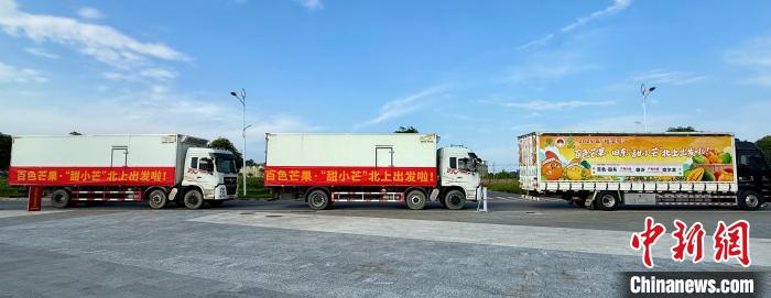 广西田东芒果迎采摘季 “甜蜜事业”赋能文旅
