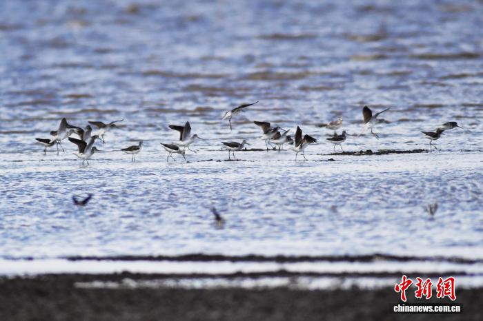 山东青岛：夏日群鸟栖湿地 觅食换羽展生机