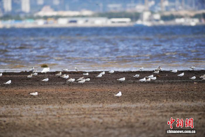 山东青岛：夏日群鸟栖湿地 觅食换羽展生机