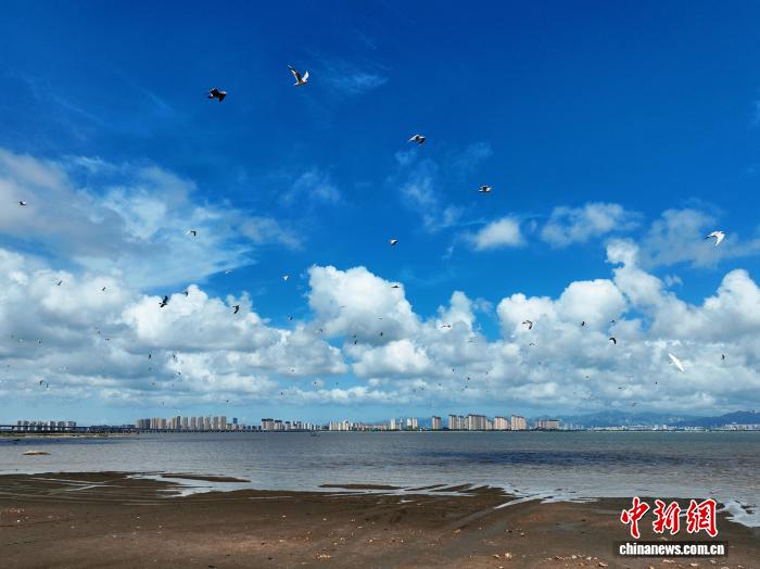 山东青岛：夏日群鸟栖湿地 觅食换羽展生机