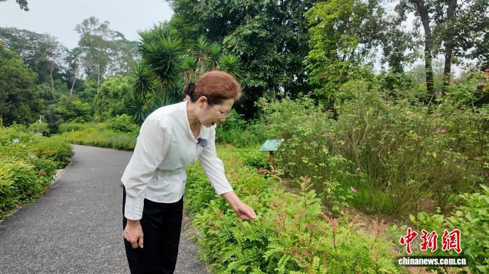 家中养防蚊植物能防止蚊虫吗？专家：气味浓度不够效果有限