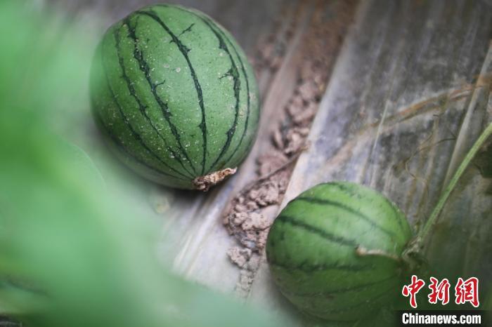 如何健康减脂？不吃主食能减肥吗？医生建议来了