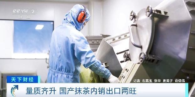 国产抹茶出口内销两旺 2025年产量将超5000吨