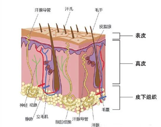 洗完头后，自然风干好，还是吹干好？大部分人都做错了！