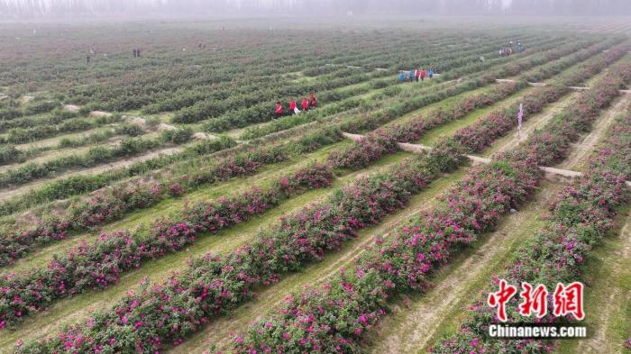 一花一世界，这座沙漠边缘的城市做足“花”样文章