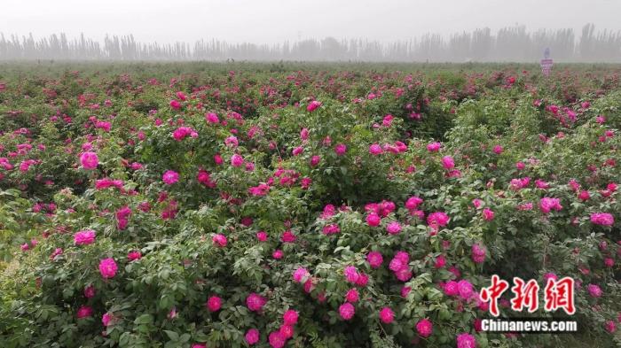 一花一世界，这座沙漠边缘的城市做足“花”样文章