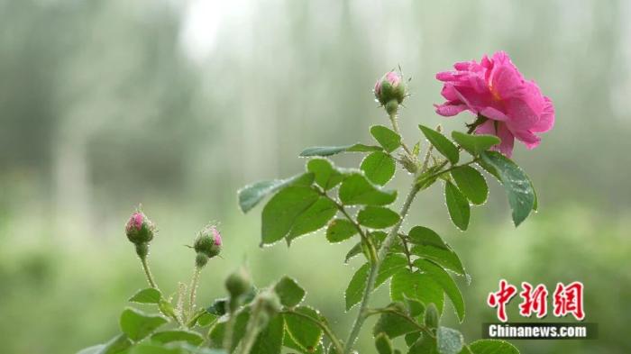 一花一世界，这座沙漠边缘的城市做足“花”样文章