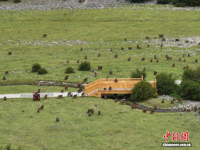 西藏林芝：国庆首日藏猕猴栖息地迎客来