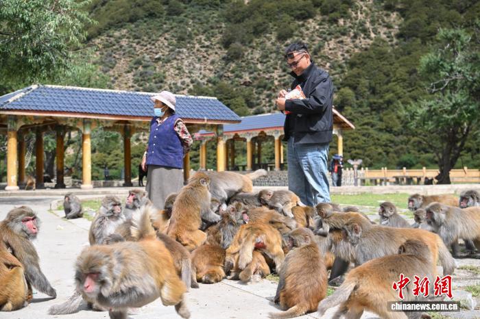 西藏林芝：国庆首日藏猕猴栖息地迎客来