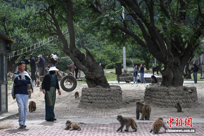 西藏林芝：国庆首日藏猕猴栖息地迎客来