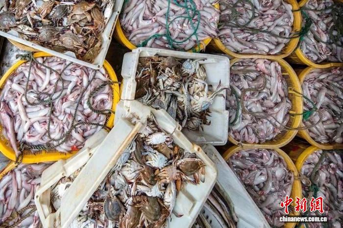 秋风起海鲜肥 “海上花园”浙江洞头老饕抢“鲜”忙