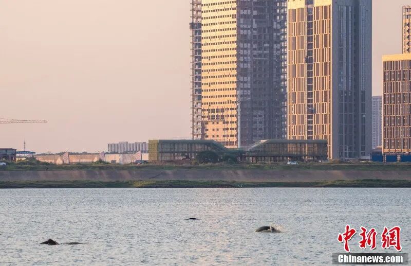 人这一辈子,一定要去一趟南昌看“微笑天使”! 图片