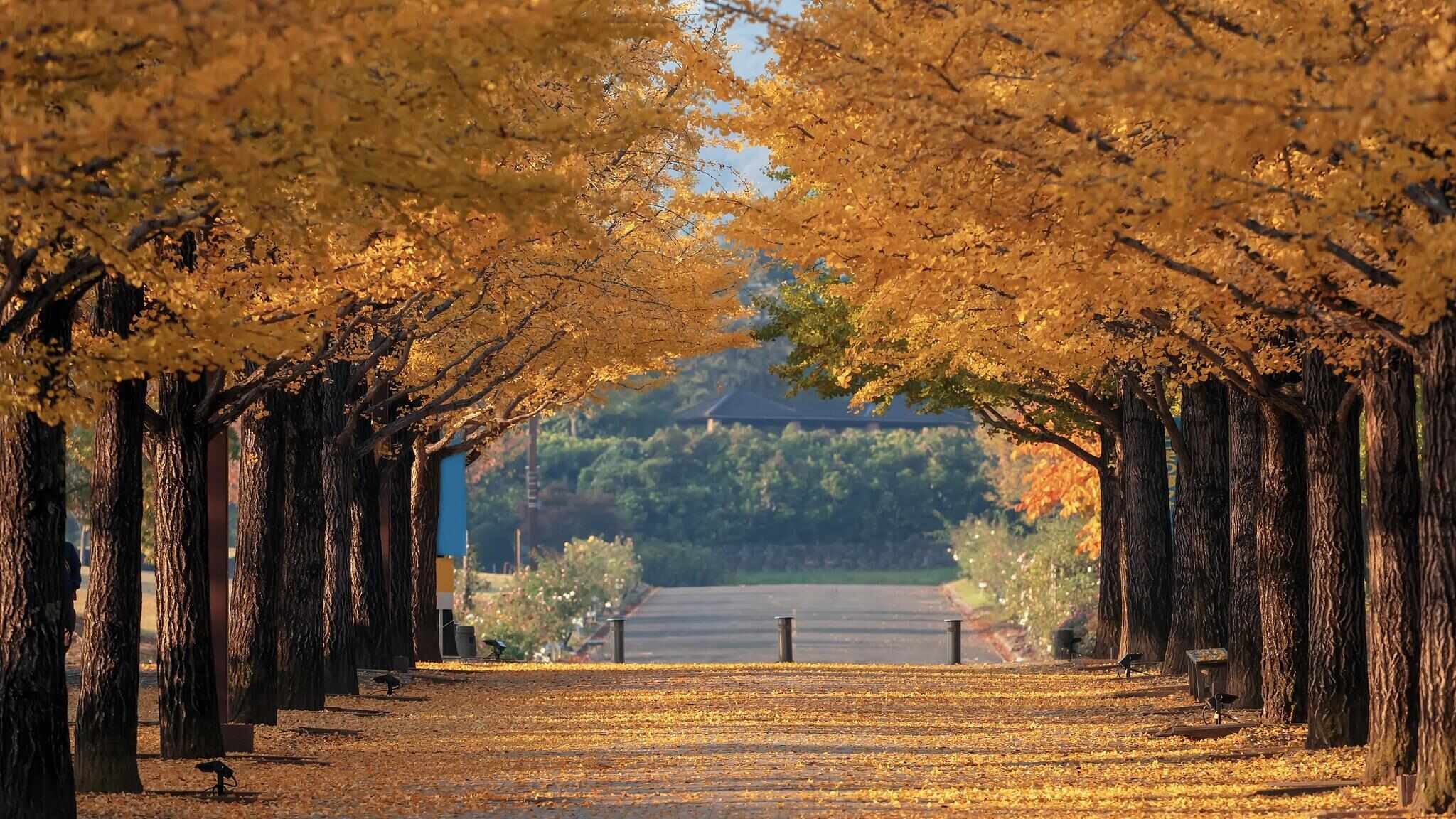 跟着电影去秋游|这份精选秋日电影旅行地指南,请查收!