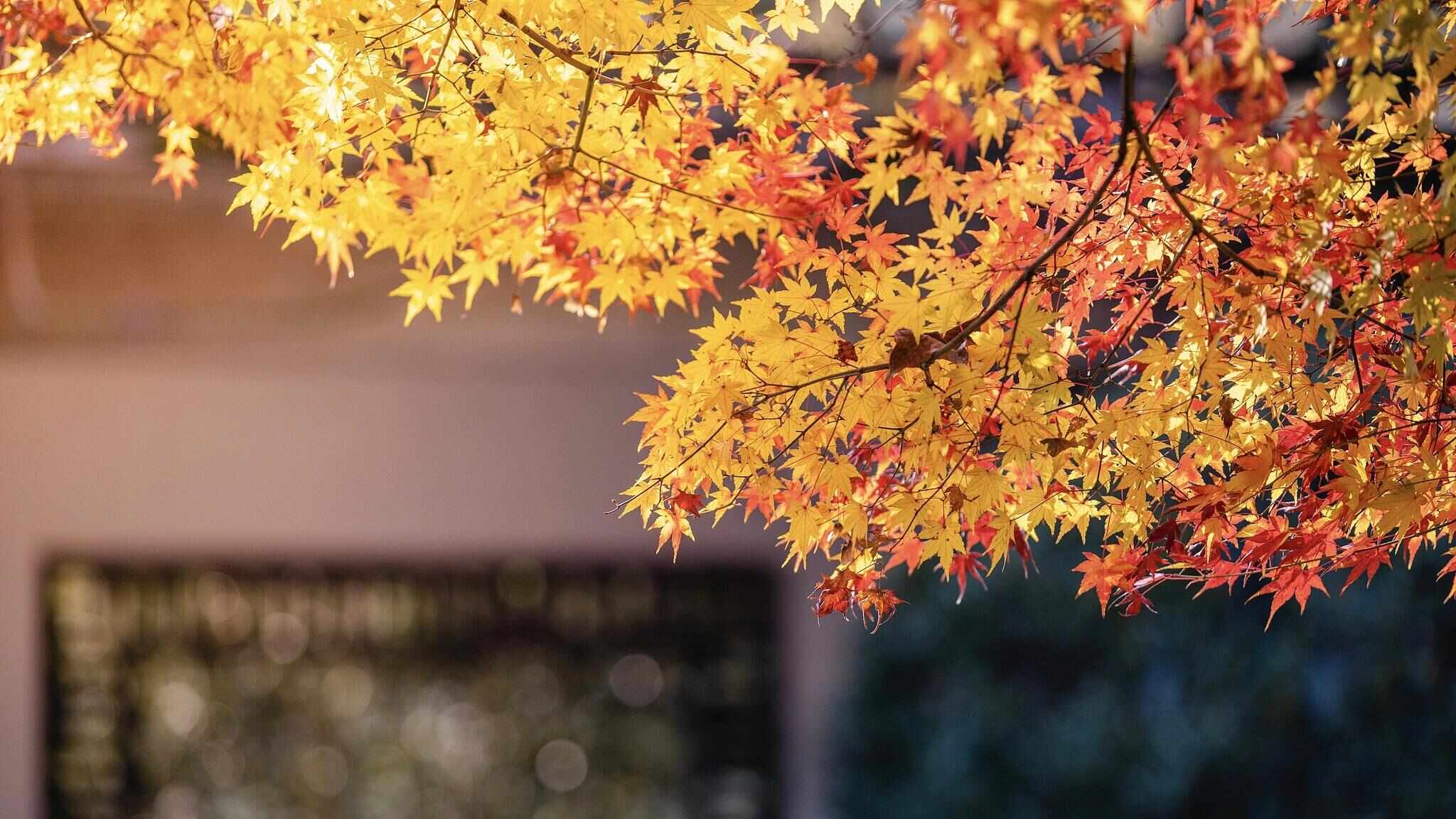 跟着电影去秋游|这份精选秋日电影旅行地指南,请查收!