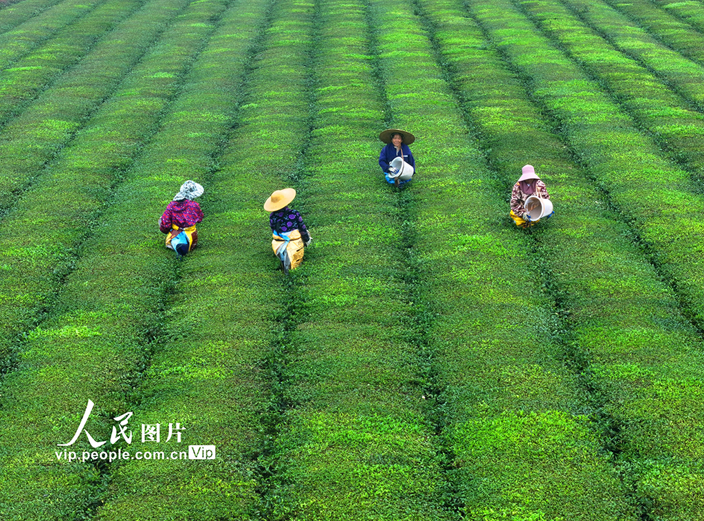 江西泰和：茶园施肥管护忙