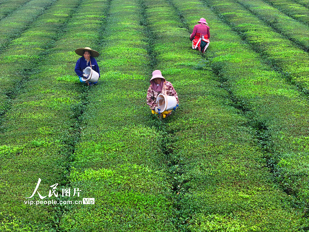 江西泰和：茶园施肥管护忙