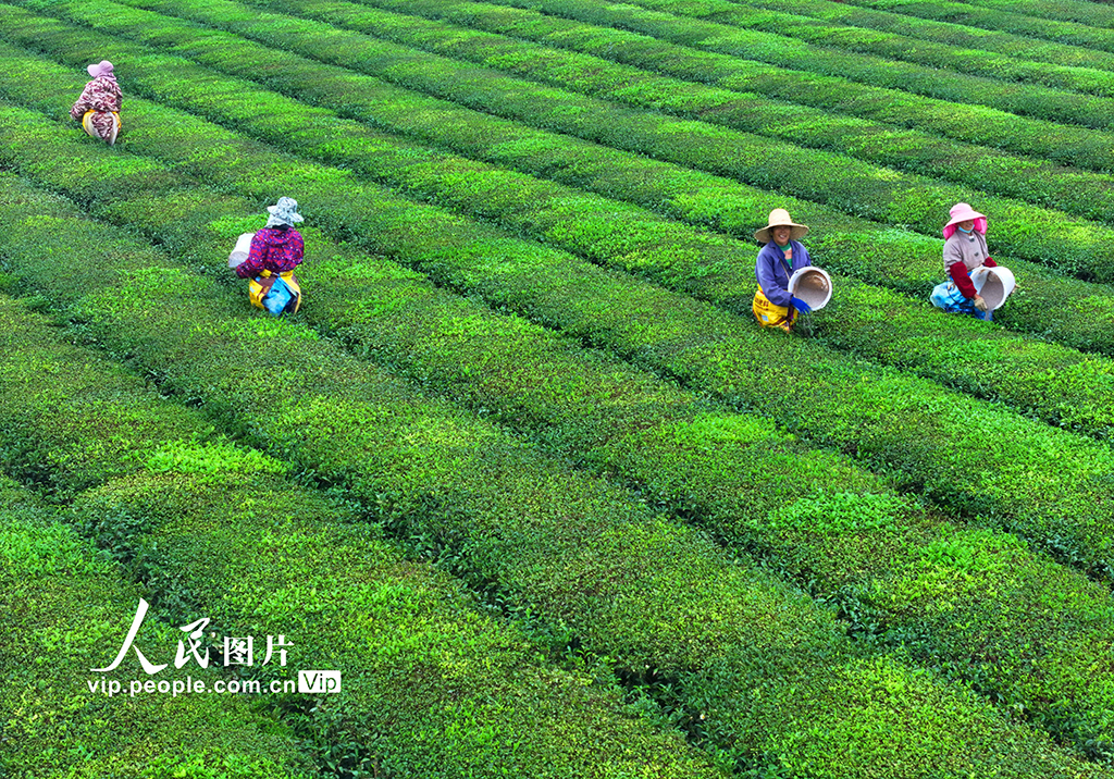 江西泰和：茶园施肥管护忙