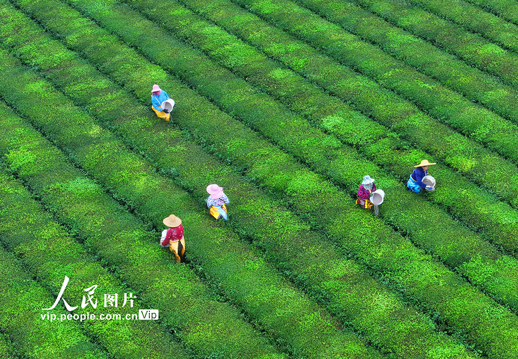 江西泰和：茶园施肥管护忙