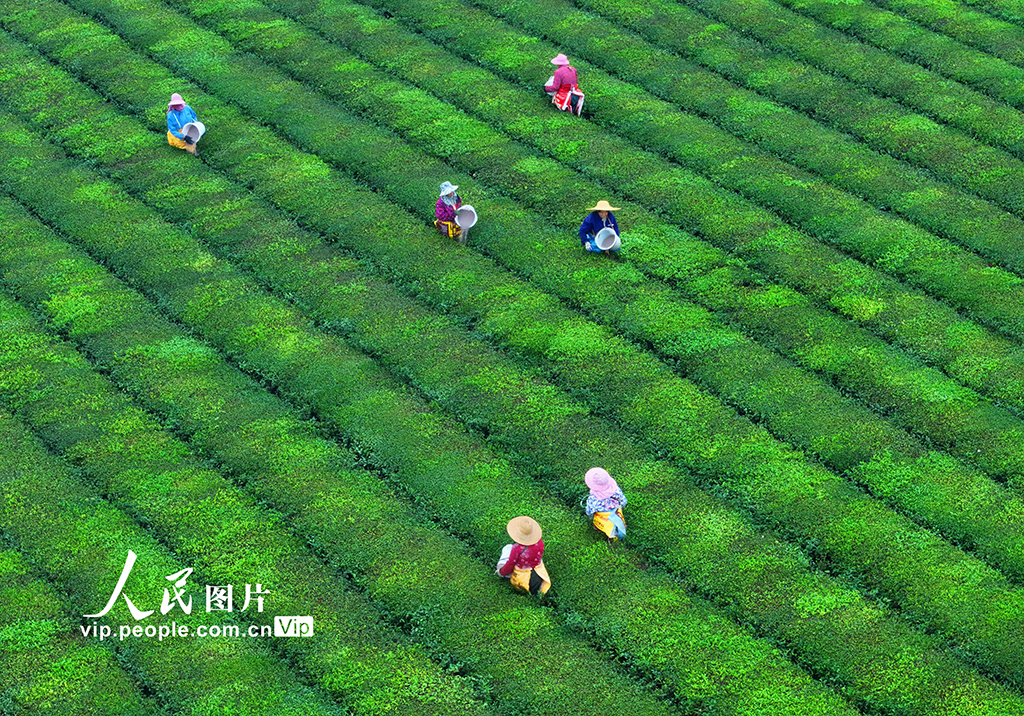 江西泰和：茶园施肥管护忙