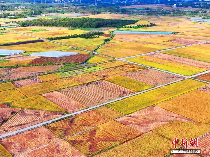 广西北海沃野“丰”景 满目金黄