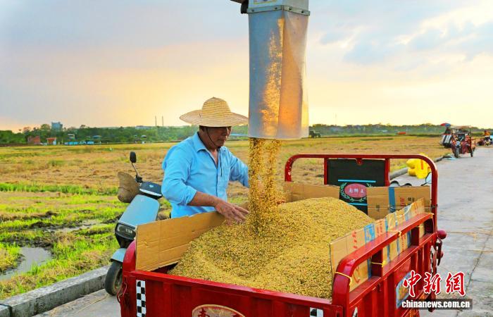 广西北海沃野“丰”景 满目金黄