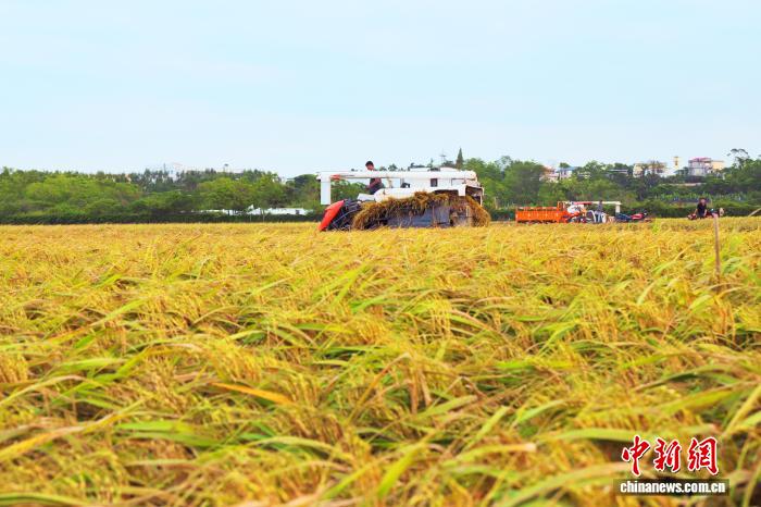 广西北海沃野“丰”景 满目金黄
