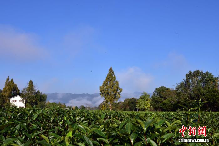 武夷山茶园冬日景致迷人 武夷山茶园冬日景致迷人