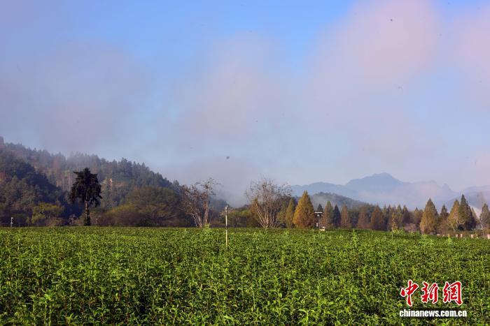 武夷山茶园冬日景致迷人