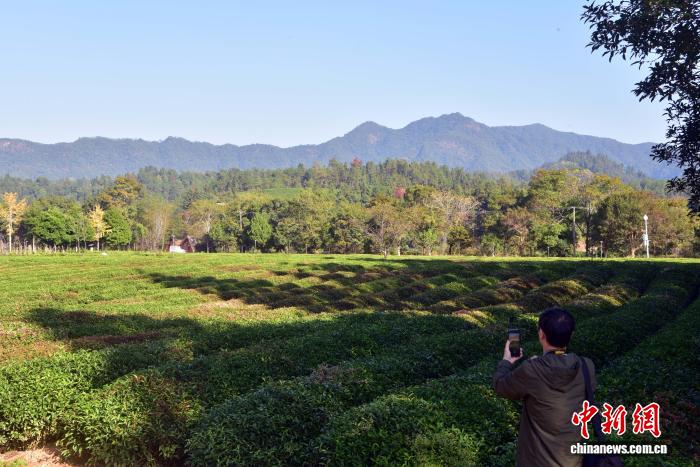 武夷山茶园冬日景致迷人