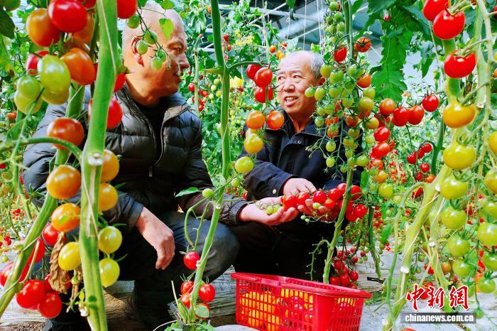 黑龙江延寿:金红小番茄酿就村民甜蜜“柿”业