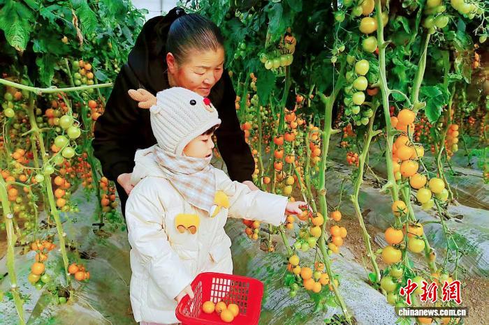 黑龙江延寿:金红小番茄酿就村民甜蜜“柿”业