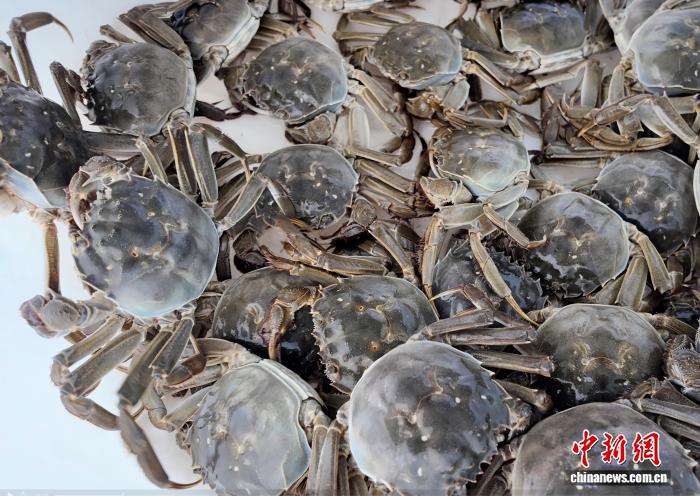 秋风起时看“头雁” “金蟹”谱写共富经