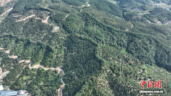 福建尤溪：杉木良种迎丰收 国土绿化“芯片”再升级