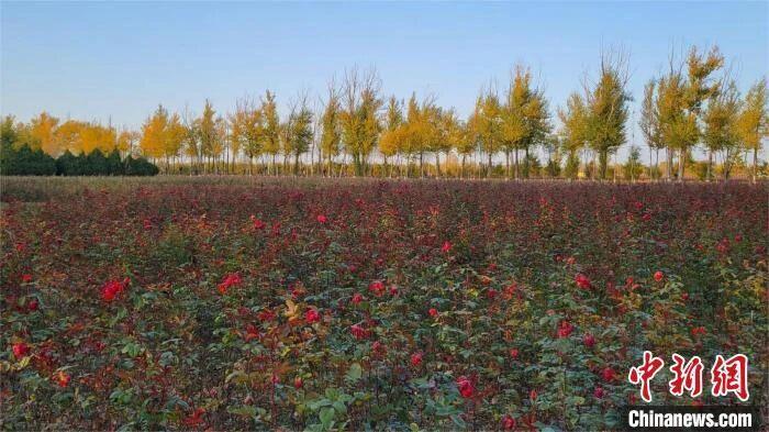 人这一辈子,一定要去一趟榆林!