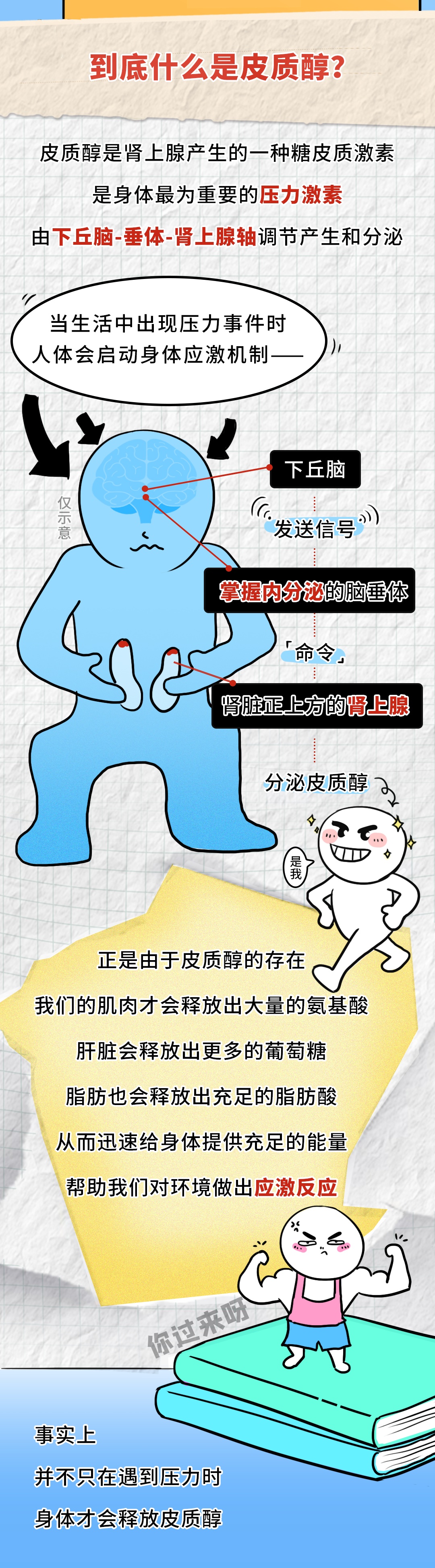 你减肥比别人难，是因为皮质醇太高？