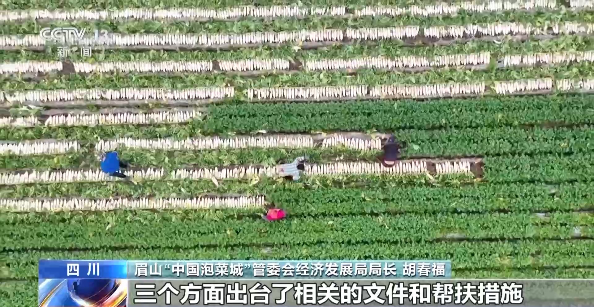 视频丨小泡菜变成大产业 每天400多吨“下饭菜”从这里发往全国