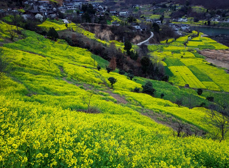 【新春走基层】甘肃文县范坝镇让水河畔春景 【新春走基层】甘肃文县范坝镇让水河畔春景