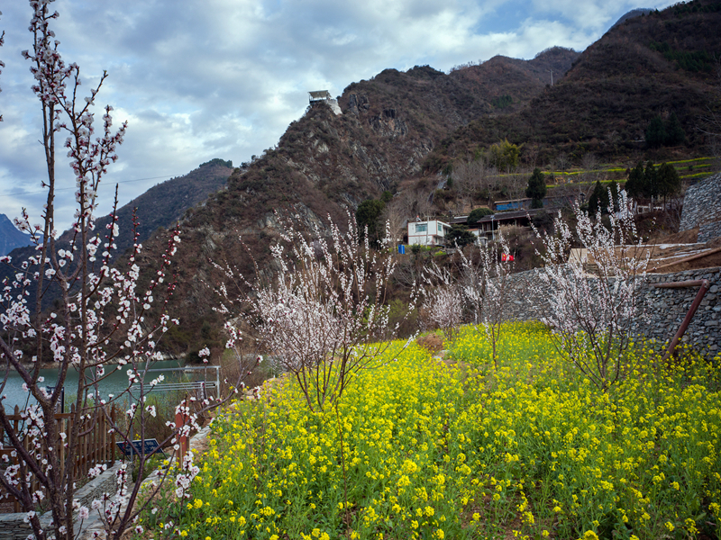 【新春走基层】甘肃文县玉垒坪村油菜花盛开 【新春走基层】甘肃文县玉垒坪村油菜花盛开