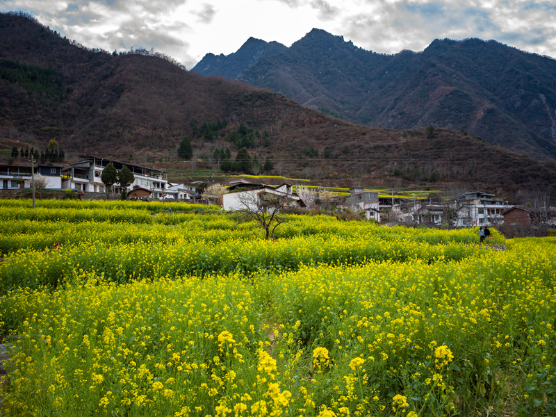 【新春走基层】甘肃文县玉垒坪村油菜花盛开 【新春走基层】甘肃文县玉垒坪村油菜花盛开