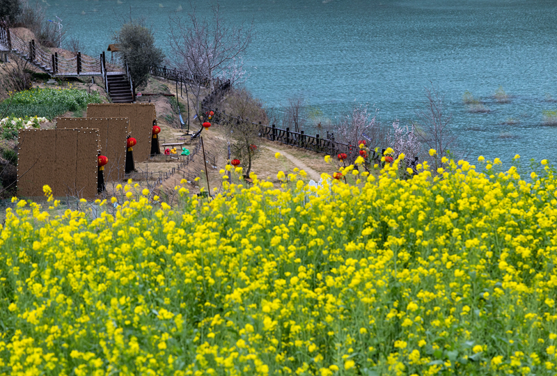 【新春走基层】甘肃文县玉垒坪村油菜花盛开 【新春走基层】甘肃文县玉垒坪村油菜花盛开