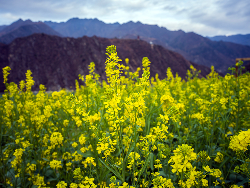 【新春走基层】甘肃文县玉垒坪村油菜花盛开 【新春走基层】甘肃文县玉垒坪村油菜花盛开
