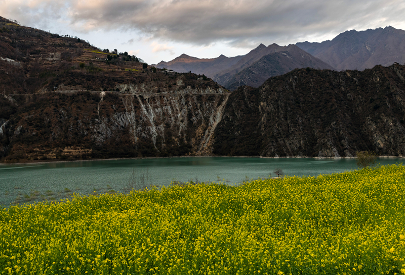 【新春走基层】甘肃文县玉垒坪村油菜花盛开 【新春走基层】甘肃文县玉垒坪村油菜花盛开