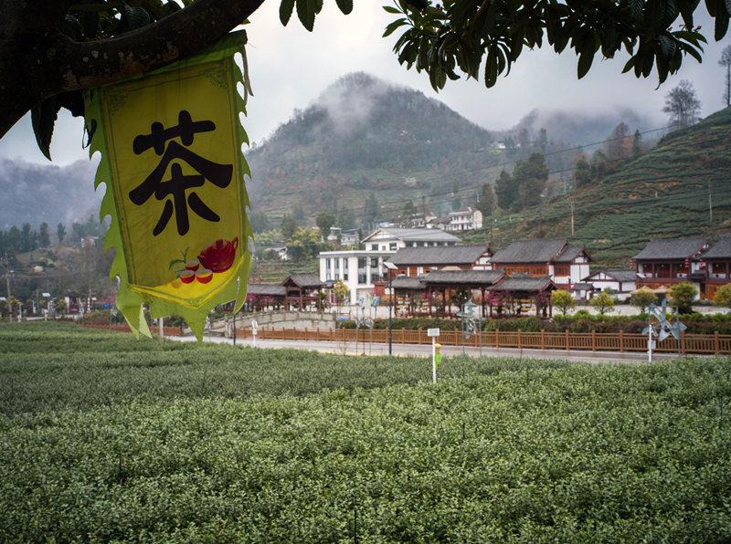 【新春走基层】甘肃文县碧口镇马家山茶园景色