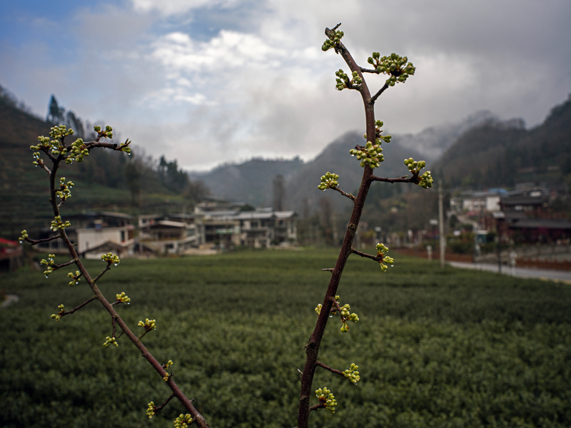 【新春走基层】甘肃文县碧口镇马家山茶园景色